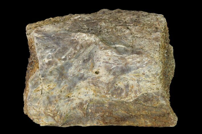 Permian Amphibian Fossil Bone - Texas #153736